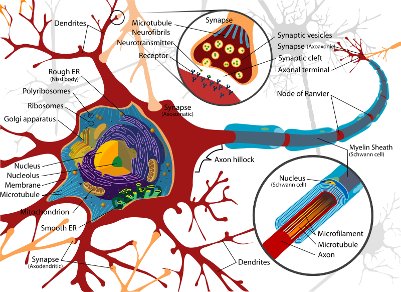 How Brain Cells Work