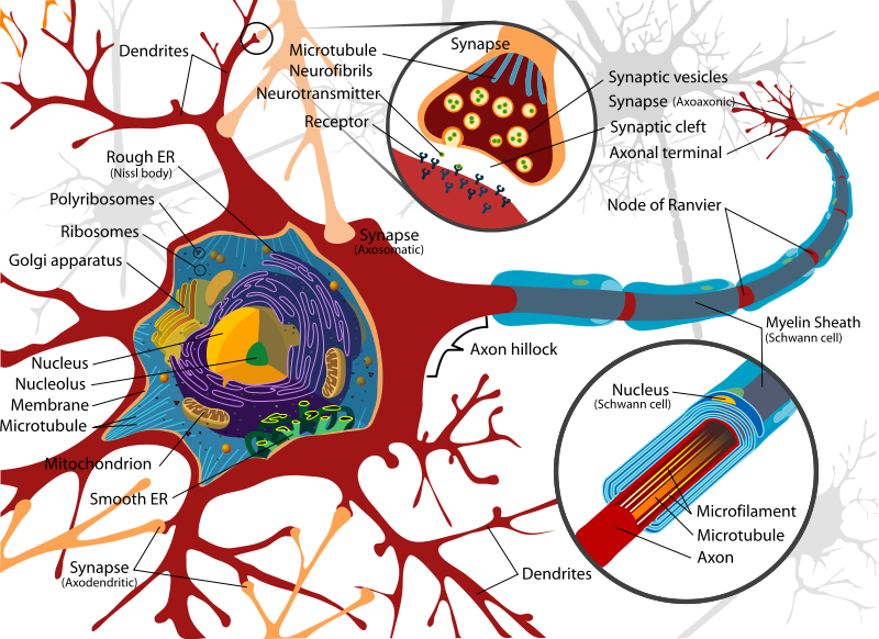 How Brain Cells Work