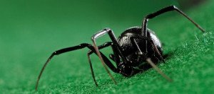 Black Widow Spider Facts Featured
