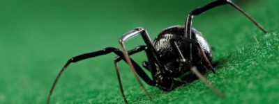 10 Interesting Facts About Black Widow Spiders