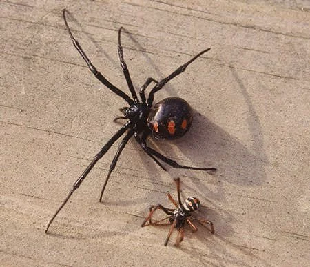 Female and male black widow spiders