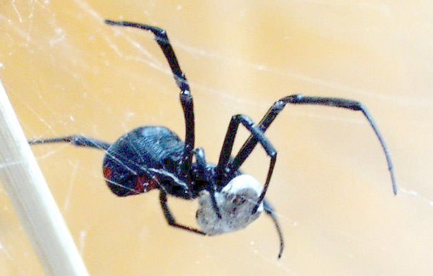 Southern Black Widow Spider