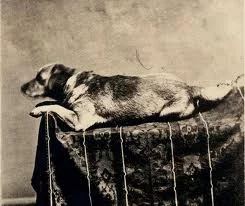 Lincoln's Dog