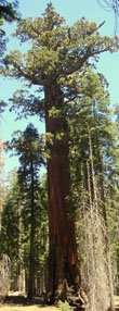Lincoln Redwood tree