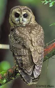 Mexican Spotted Owl can be seen at Mesa Verde