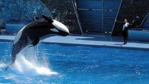An orca in captivity