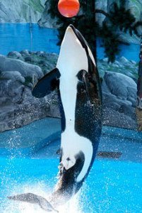 Killer Whale Playing