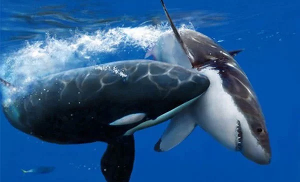 Косатка нападает на большую белую акулу