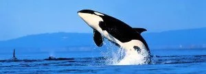Killer Whale Facts Featured