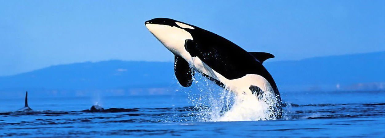 Killer Whale Facts Featured