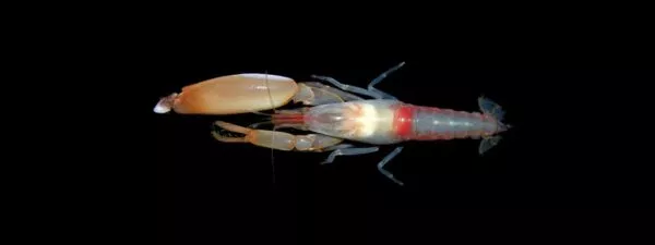 Pistol Shrimp Facts Featured