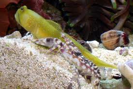 Snapping Shrimp and Goby