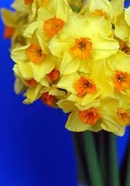 Most interesting flowers #6 Daffodils
