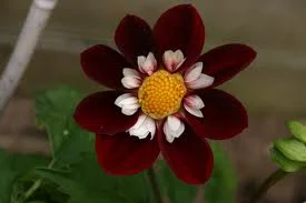 Most interesting flowers #9 Dahlia
