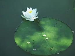 Most interesting flowers #2 Lotus
