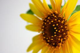Most interesting flowers #4 Sunflower
