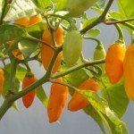 The Datil Peppers