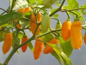The Datil Peppers