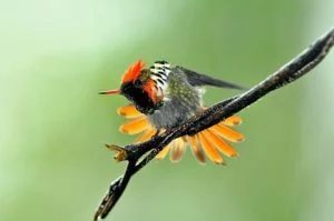 Frilled Coquette Hummingbird