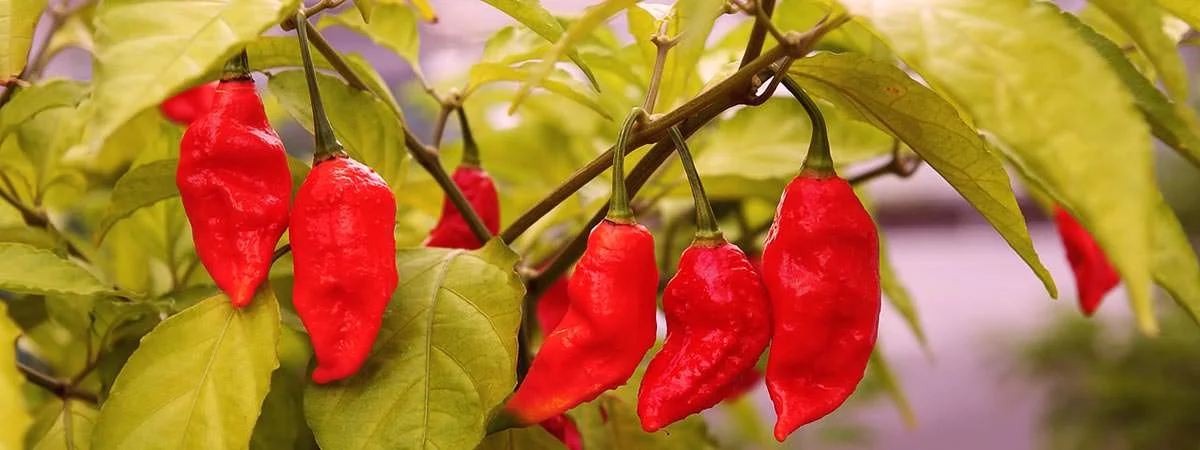 10 Most Hottest Chillies Featured Image