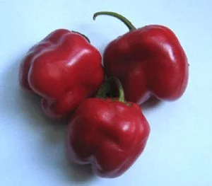 Rocoto-chili-pepper