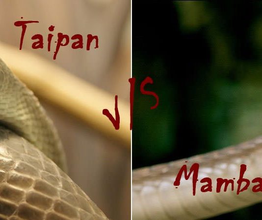 black mamba vs inland taipan