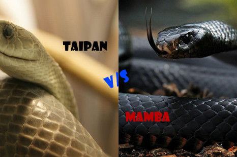 inland taipan vs black mamba