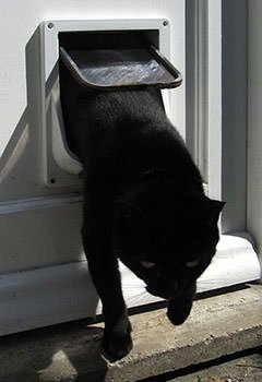 Cat Flap or Cat Door