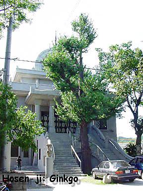 A Ginkgo tree in Hiroshima