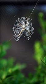 A Spider