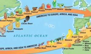 10 Interesting Facts About The Columbian Exchange