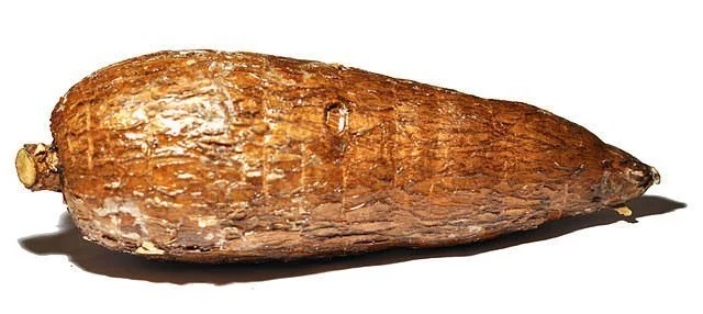 Manihot Cassava