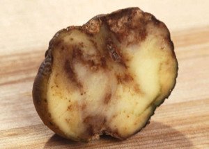 A potato affected by Phytophthora infestans