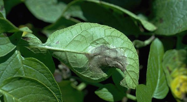 Potato blight infection on leaf
