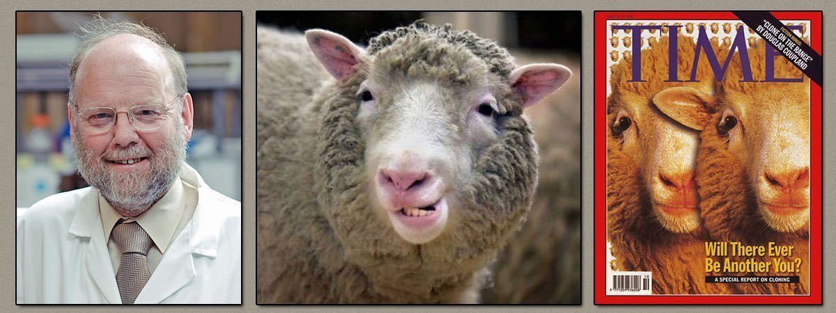 10 Interesting Facts About Dolly The Cloned Sheep | Learnodo Newtonic