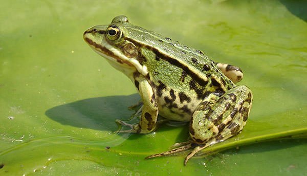 Frog was the first animal to be cloned by nuclear transfer of embryonic cells