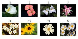Fibonacci Numbers in flowers