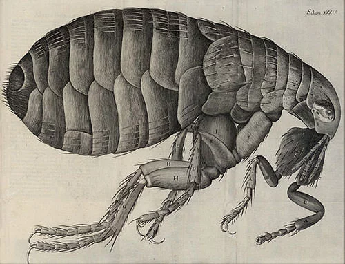 Flea diagram by Robert Hooke