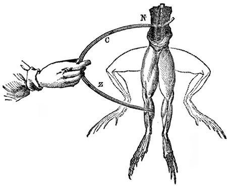 Diagram of Galvani's frog legs electricity experiment
