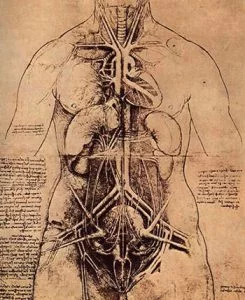 Leonardo Da Vinci's drawing of principal organs