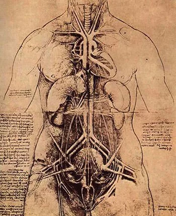 Leonardo Da Vinci's drawing of principal organs