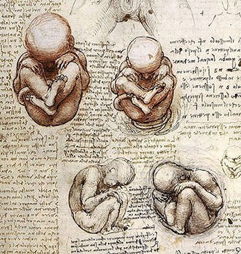 Leonardo's drawings of a Foetus in the Womb