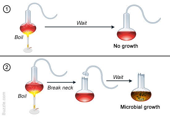 Pasteur Swan-neck Flasks experiment diagram
