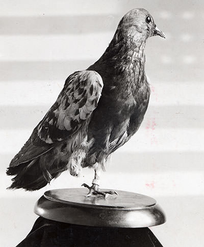 Cher Ami WW1 pigeon