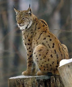 A Eurasian lynx