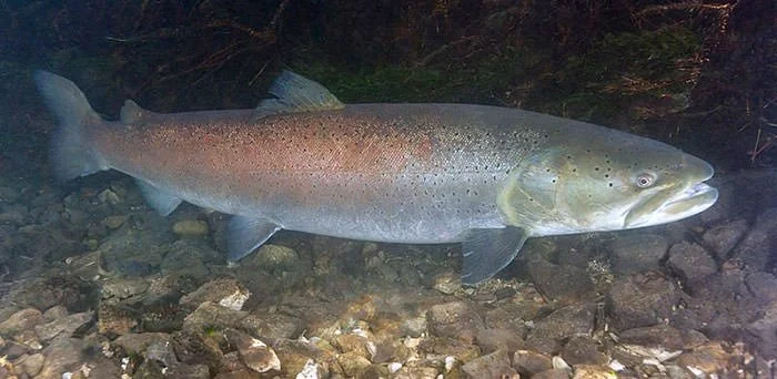 Danube Salmon