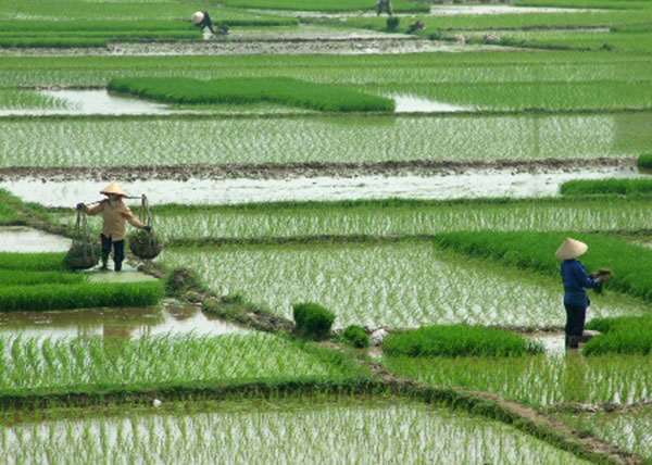 Mekong Delta Rice